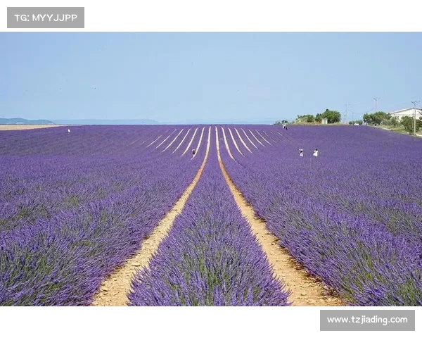 马赛城市风貌与历史文化探寻之旅：从古港口到现代艺术之都